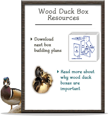 When i built the 4×4 the wood alone, all green treated, was around $300. Build Your Own Wood Duck Boxes