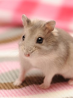 かわいい ハムスター 壁紙 の最高のコレクション 最高の壁紙hd