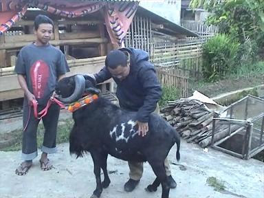  Domba  Garut  Super Besar Tentang Kolam Kandang Ternak