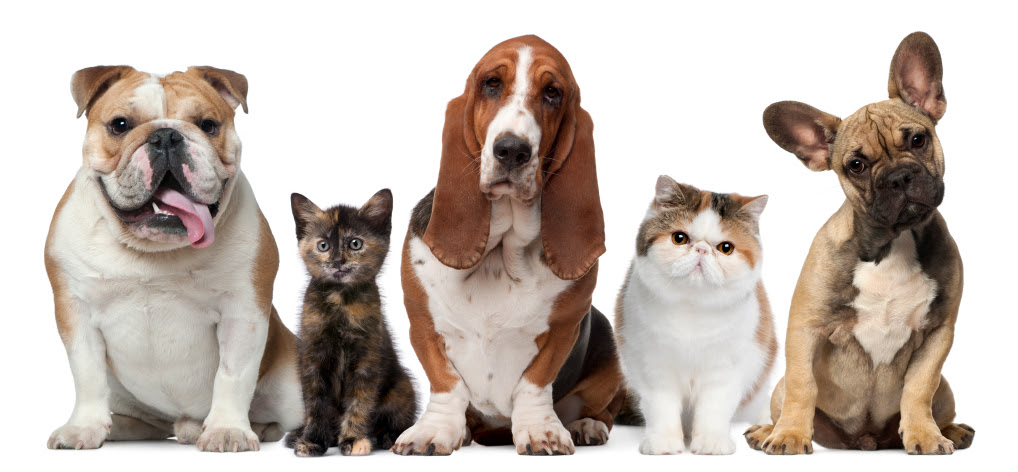 image of dogs and cats