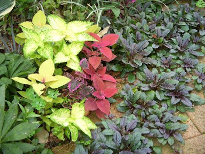 [10000ダウンロード済み√] 日陰 植物 庭 196772-日陰 植物 庭木