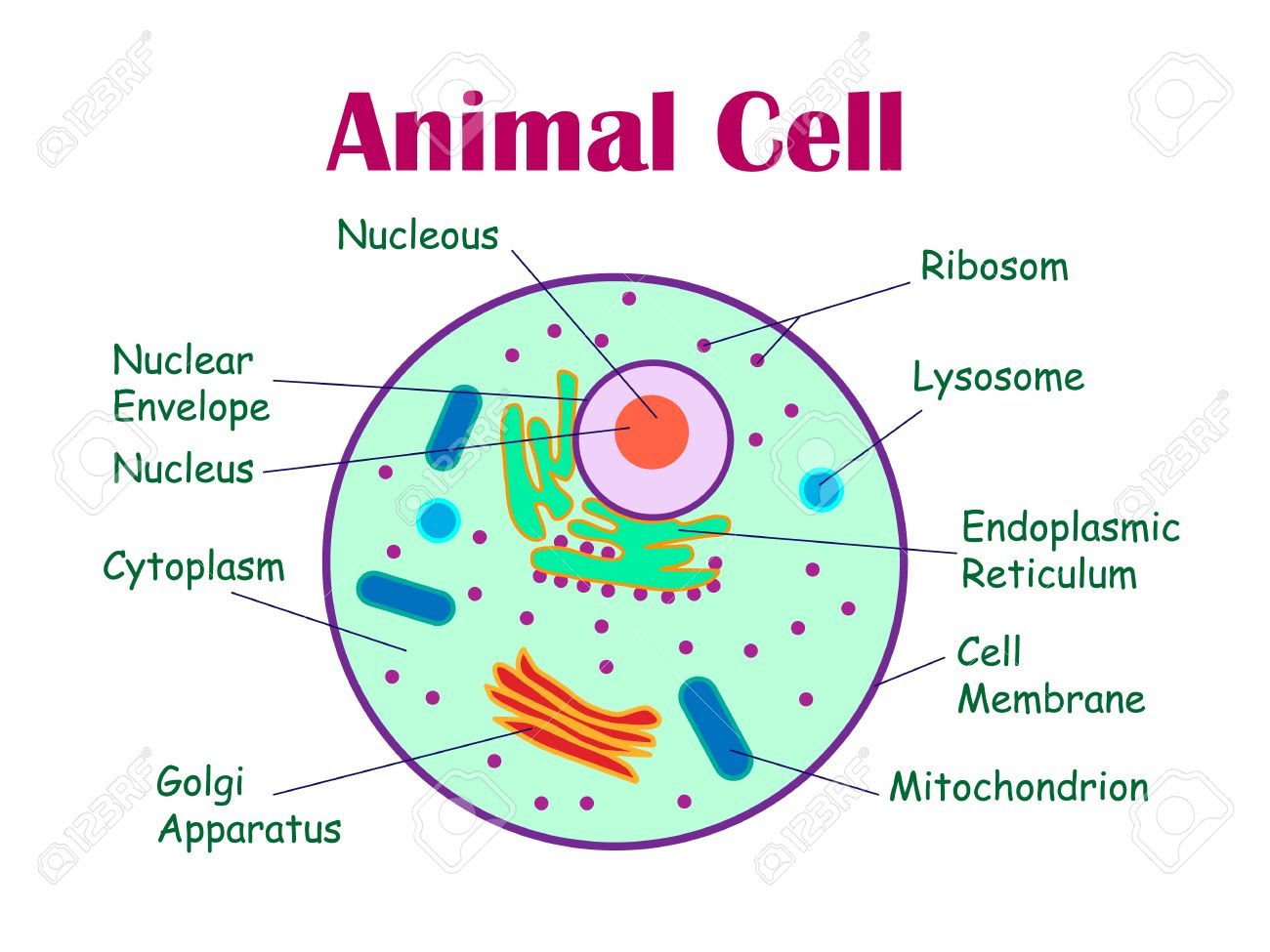 Where, prokaryotes are just bacteria and archaea to check if you have understood the cell parts, draw a blank animal cell diagram and try to fill in the different parts without referring to the labeled one given. Animal Cells And Plant Cells Cell Structure And Functions Class 8 Ncert Notes Cbse Class Notes Online Classnotes123