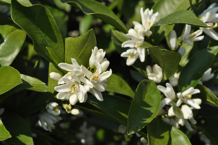 最高5 月 白い 花 甘い 香り すべての美しい花の画像