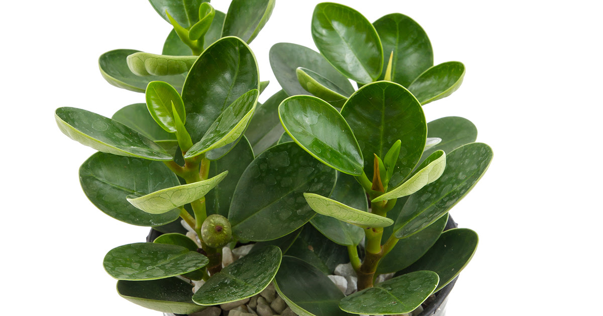 Toxic to both cats and dogs if ingested, the enzyme ficin that occurs in all parts of the plant can destroy proteins in dogs that are needed to repair body tissues. American Rubber Plant Aspca