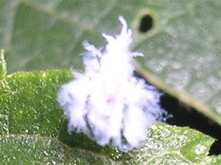最新 コナカイガラムシ 白い 虫 ふわふわ 4014