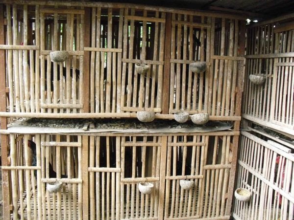 Model Kandang  Ayam  Bangkok Dari  Bambu  Galeri Kata