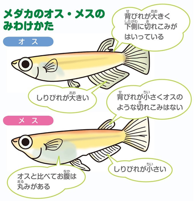 心に強く訴えるメダカ オス メス イラスト 最高のぬりえ