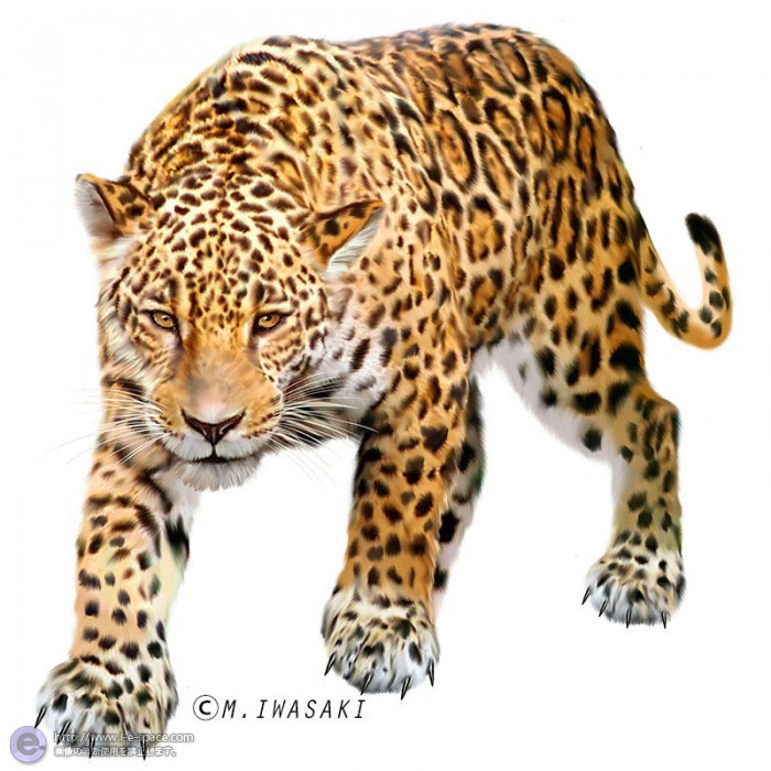 すべての動物の画像 綺麗な生き物 イラスト リアル