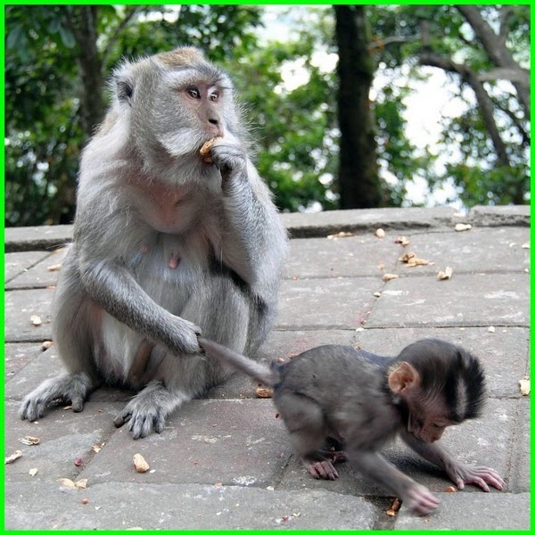 Gambar Monyet Dan Tulisan Lucu Kata Mutiara