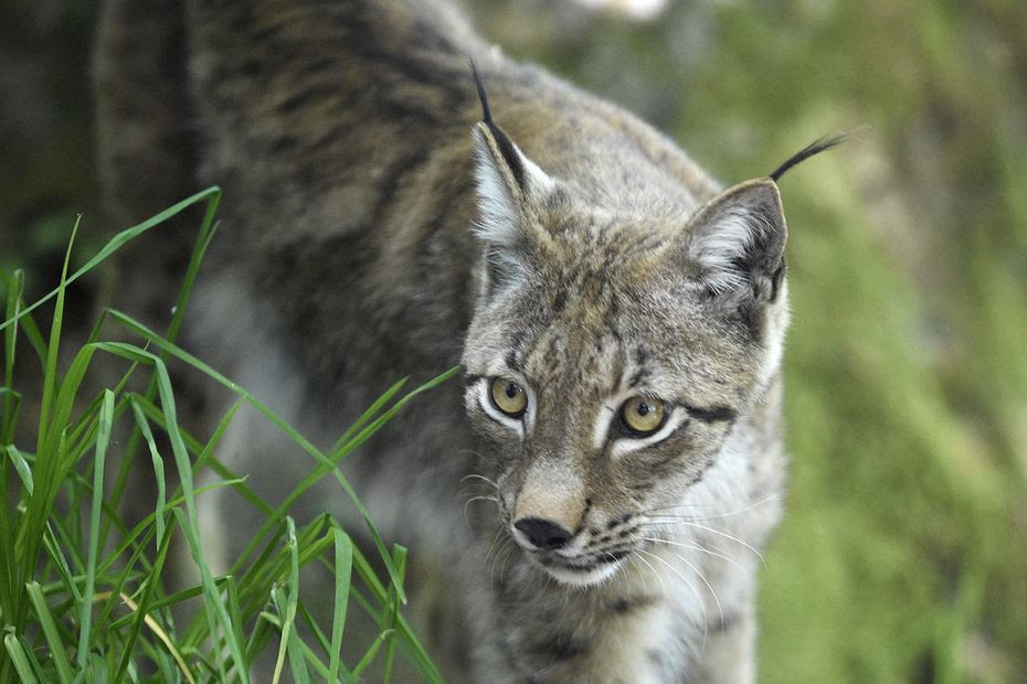 Haute-Savoie : deux lynx fauchés sur l'autoroute en l'espace de quelques jours