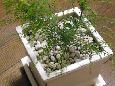 画像をダウンロード 観葉 植物 虫除け 184898-観葉 植物 虫除け アロマ