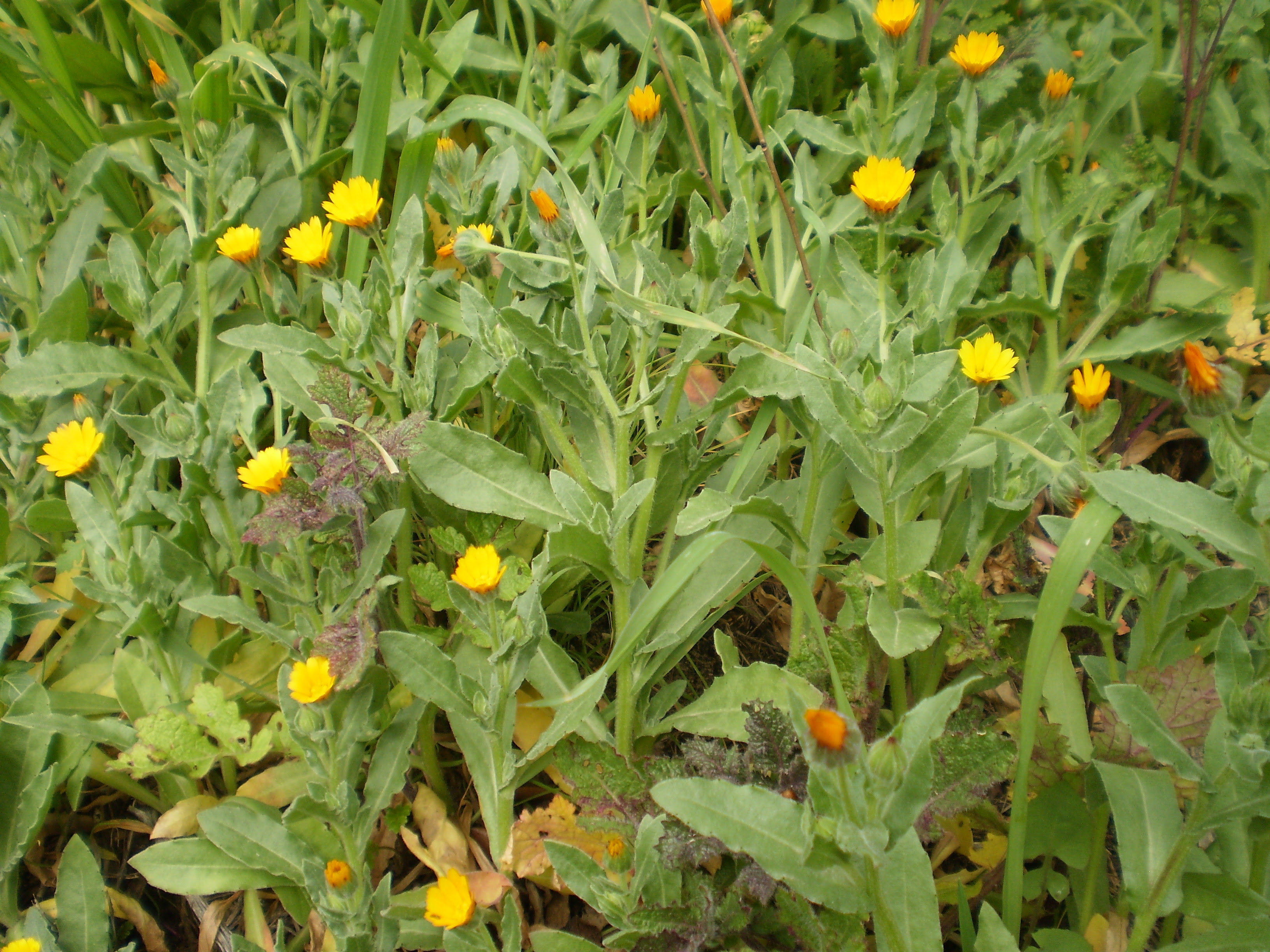Fiori gialli spontanei nei campi. Bymek It Home