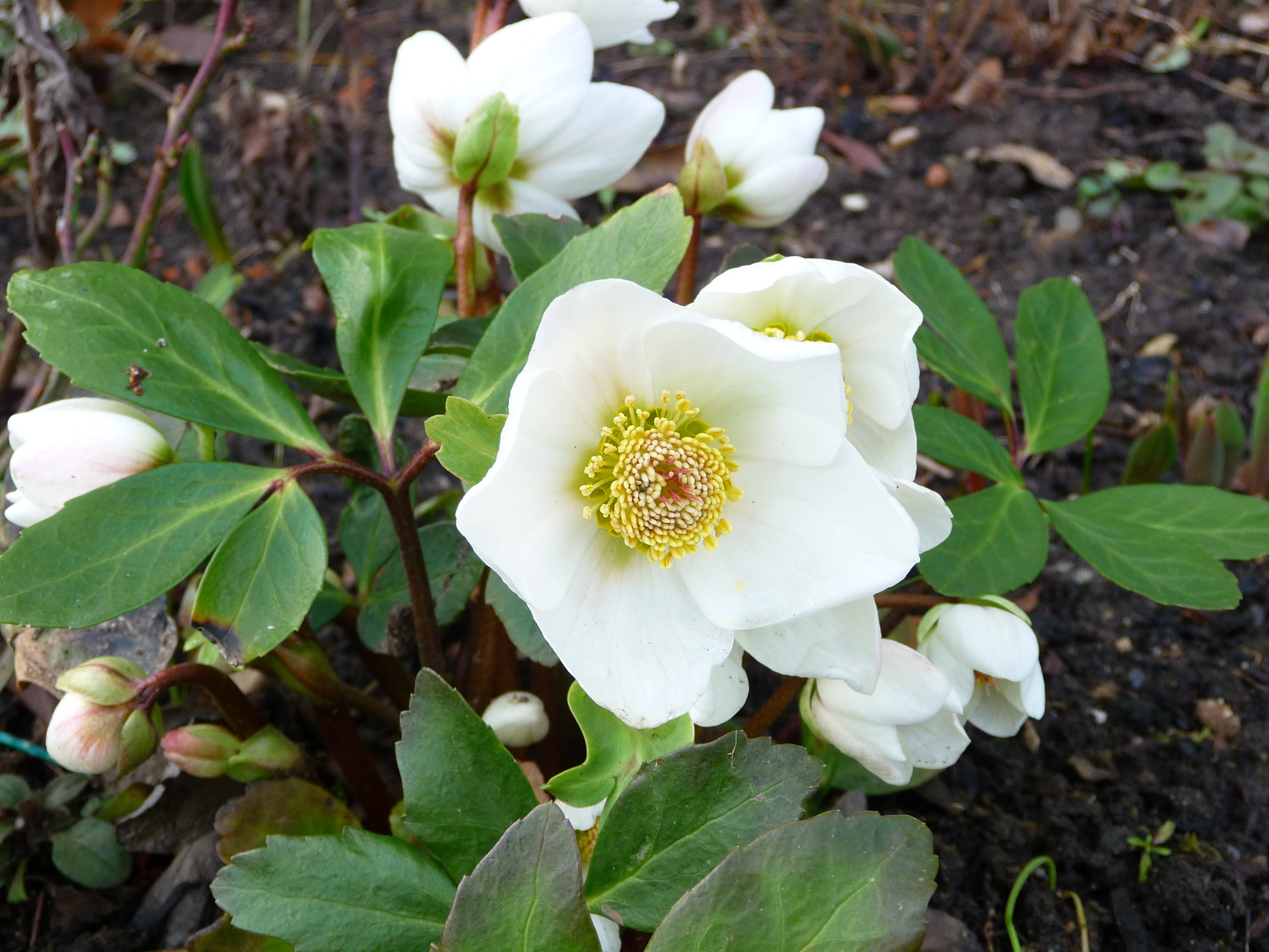 ancoewip: Foto Christrose