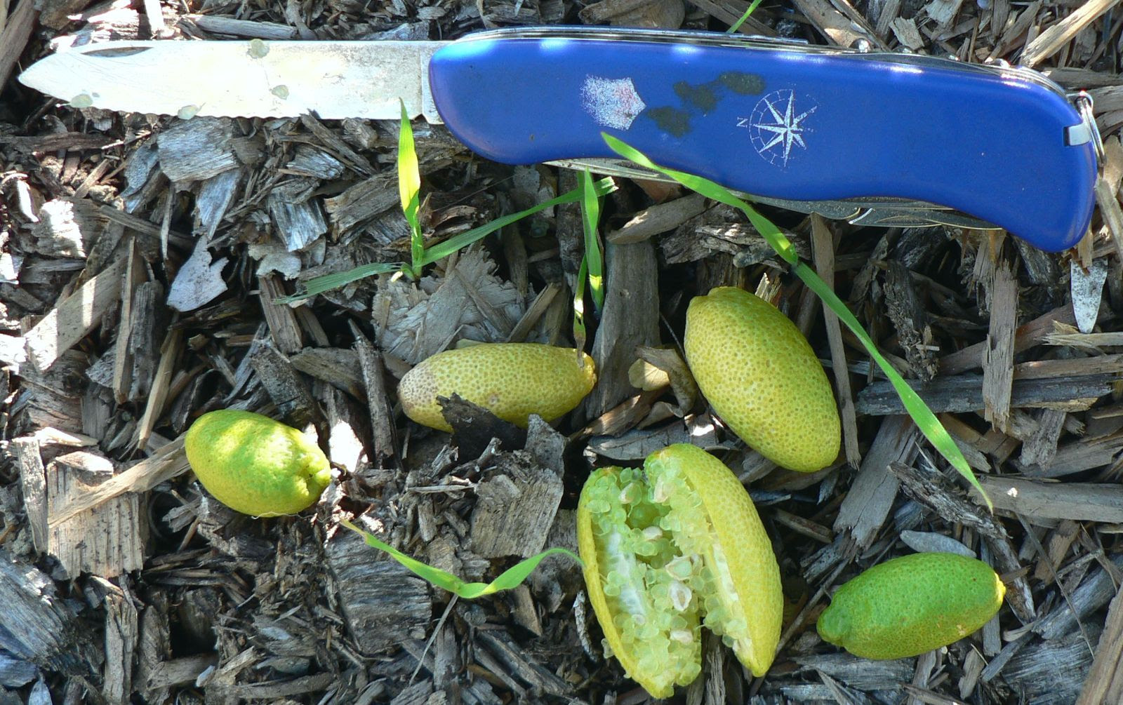 We did not find results for: Citrus Pages Native Australian Varieties
