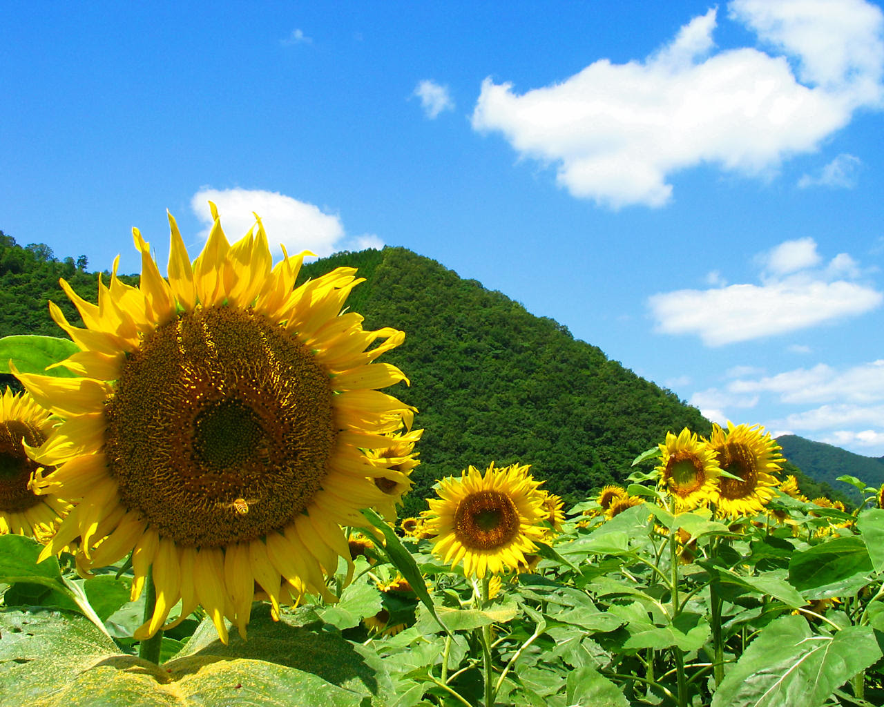 トップ100夏 待ち受け ひまわり 画像 最高のカラーリングのアイデア