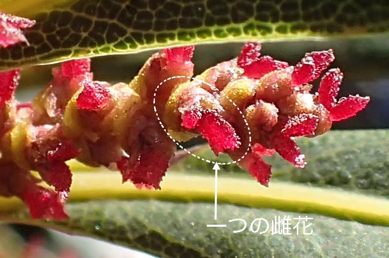 ヤマモモ 花 山桃 花言葉 怖い