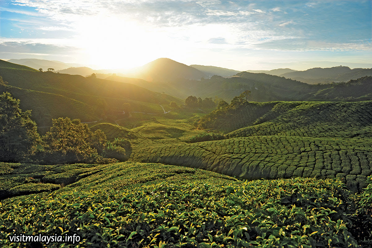 ladang teh boh sungai palas