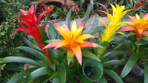 綺麗なグズマニア 花の咲かせ方 すべての美しい花の画像