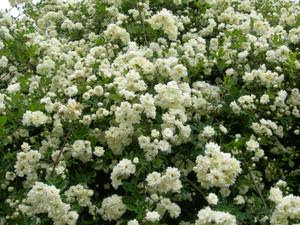 ベスト50 白い バラ 種類 最高の花の画像