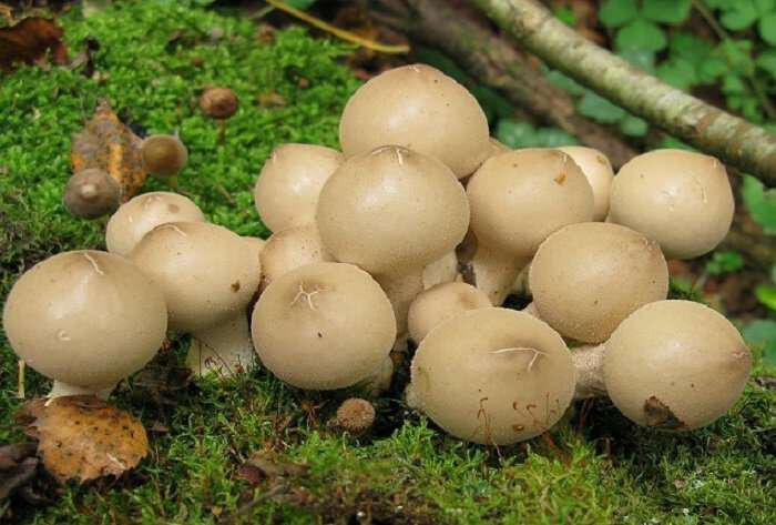 Lycoperdon pyriformae-manitari