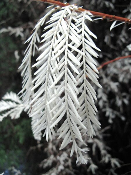 File:Albino redwood.jpg