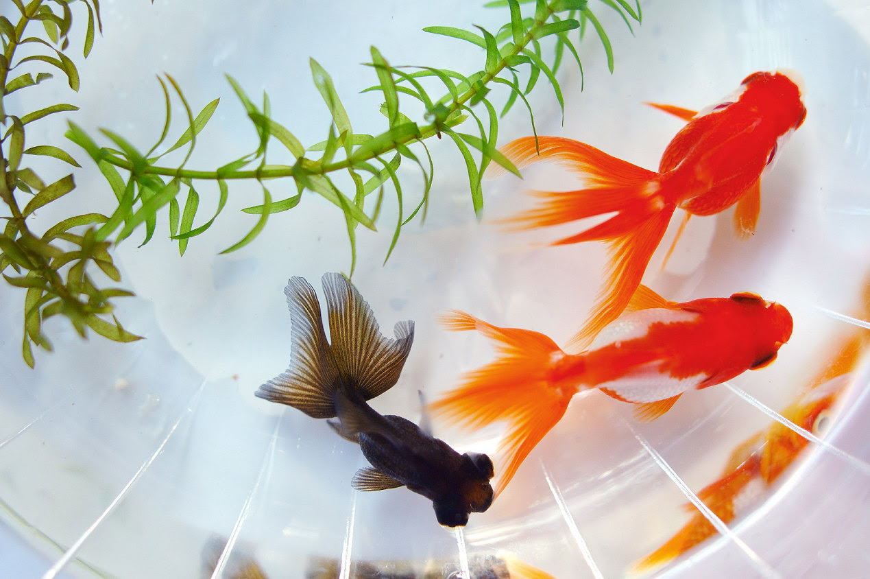 最新デスクトップ 金魚 壁紙 最高の花の画像