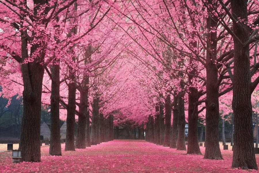 Pemandangan Sakura  Korea  Gambar  Viral HD