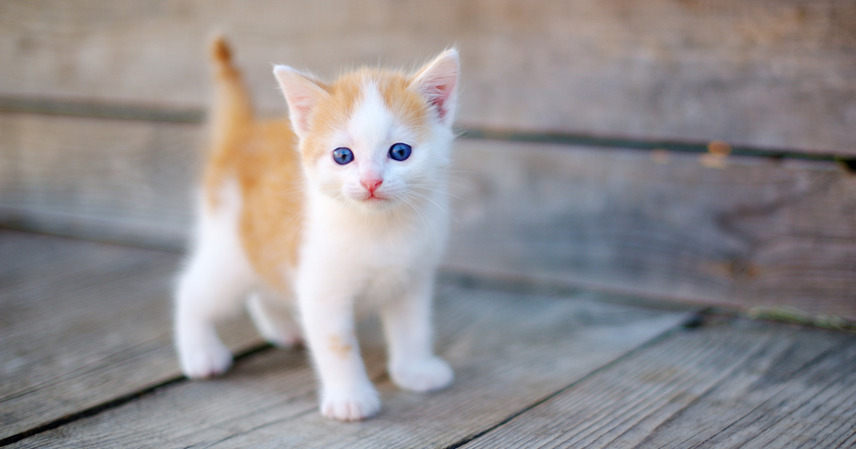 It is the only domesticated species in the family felidae and is often referred to as the domestic cat to distinguish it from the wild. Cat Age Calculator And Chart Convert To Human Years