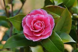 Altra rosa simile è la rosa banksiae var. Piante Vivaio Garlisi