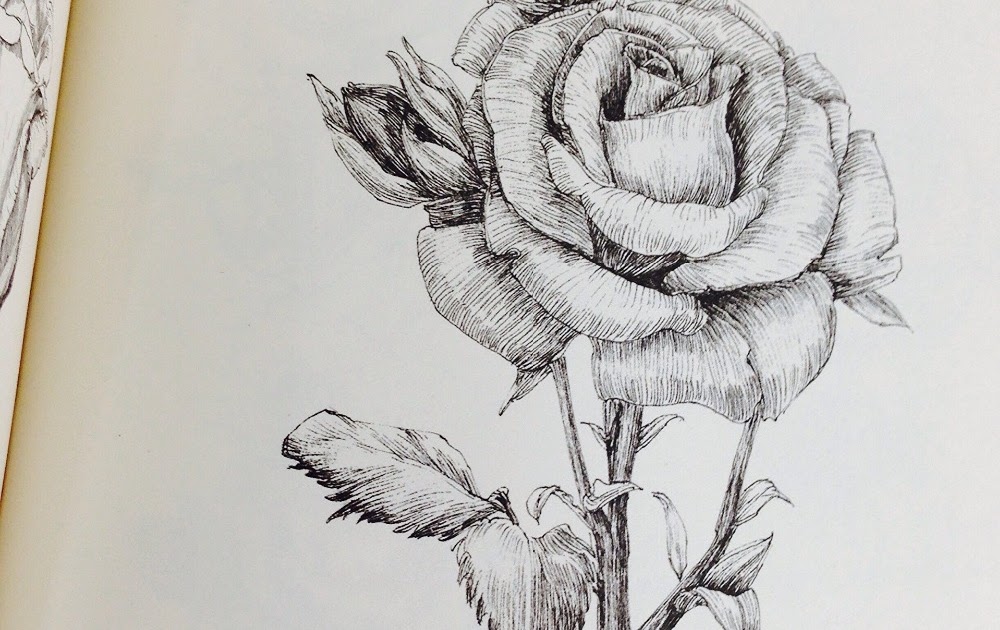 Terkeren 24 Lukisan Pensil Keren Bunga Bari Gambar