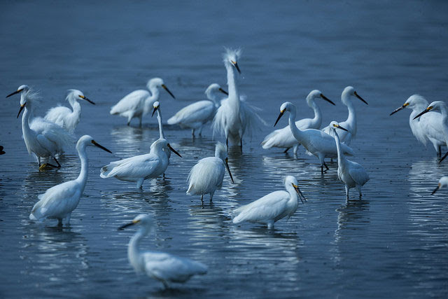 Quivira National
                Wildlife Refuge, Stafford County, Kansas