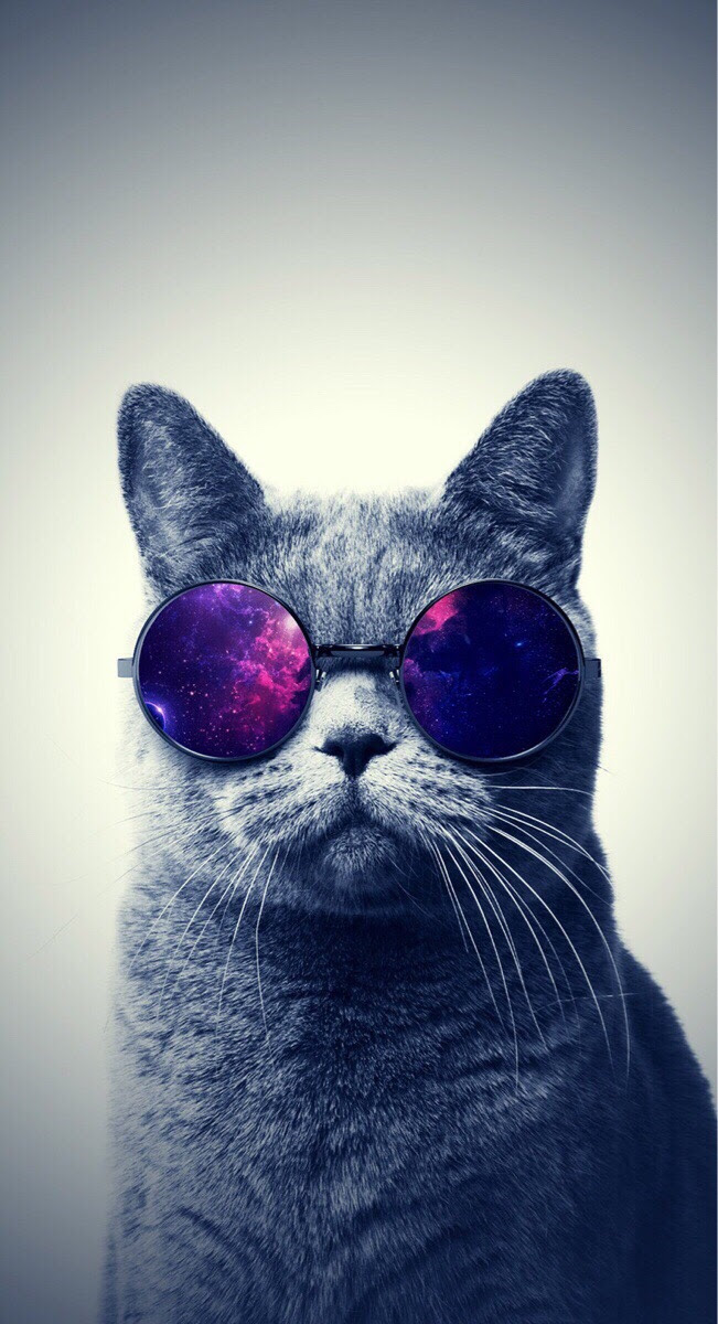 すべての美しい花の画像 最高のおしゃれ 猫 壁紙 Iphone
