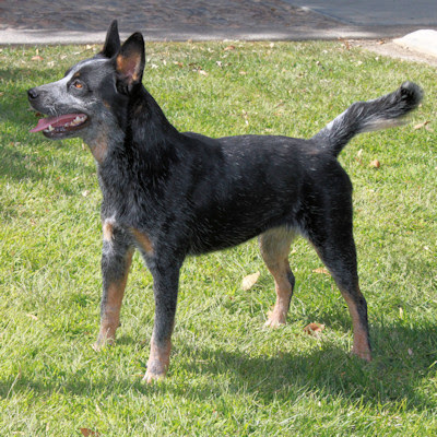 It s raining cats and dogs in west virginia and other states from australian cattle dog puppies for sale craigslist. Blue Red Joe S Australian Cattle Dogs California Australian Cattle Dog Breeding Kennel Home Page