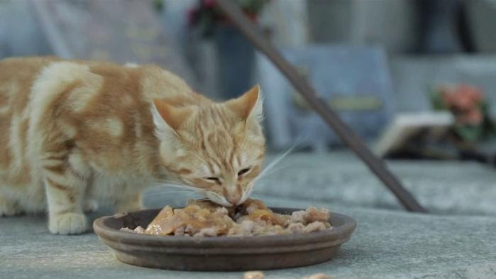 Marseille : la crise sanitaire a fait doubler la population de chats errants