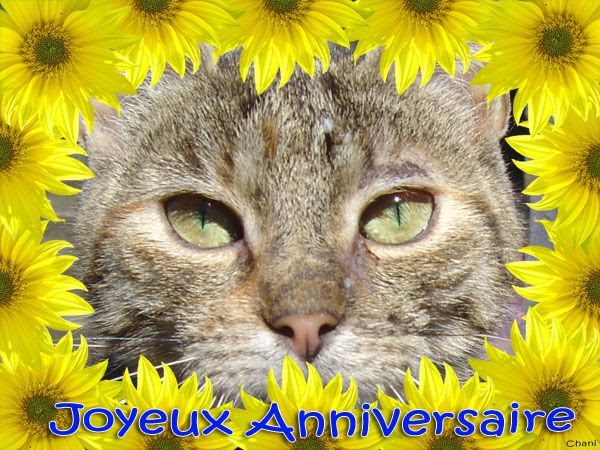 Neregulat Ordonanță Guvernamentală Forum Carte D Anniversaire Kitch Leocasillo Com