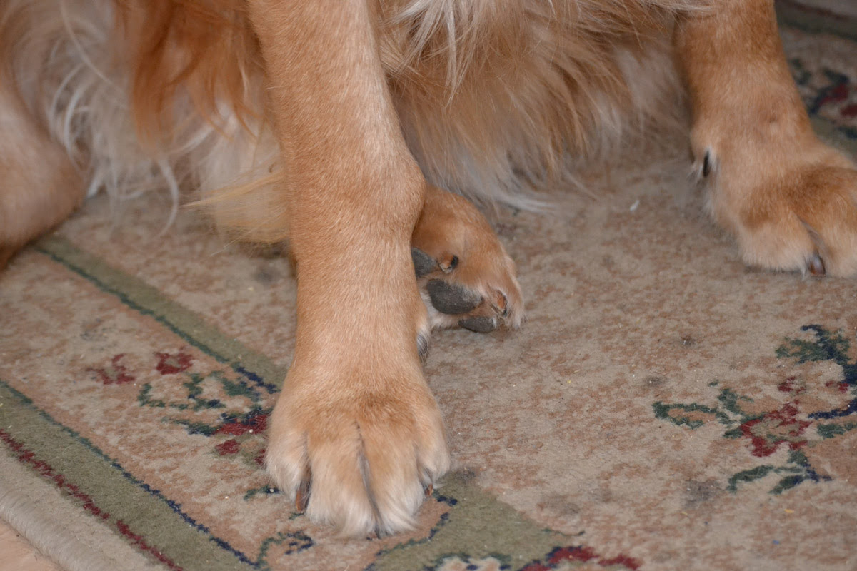 Symptoms and types many signs of bone cancer are subtle. My Golden May Have Osteosarcoma Golden Retriever Dog Forums