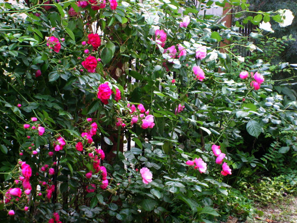元のつる バラ 花 言葉 最高の花の画像