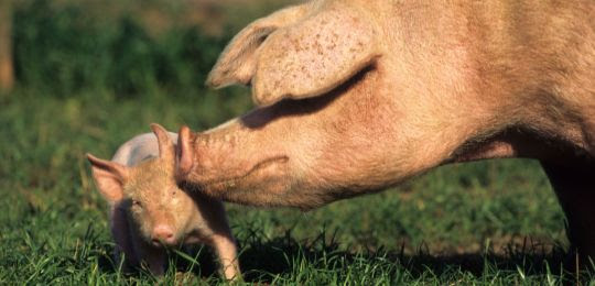 Moedervarken met big in het gras