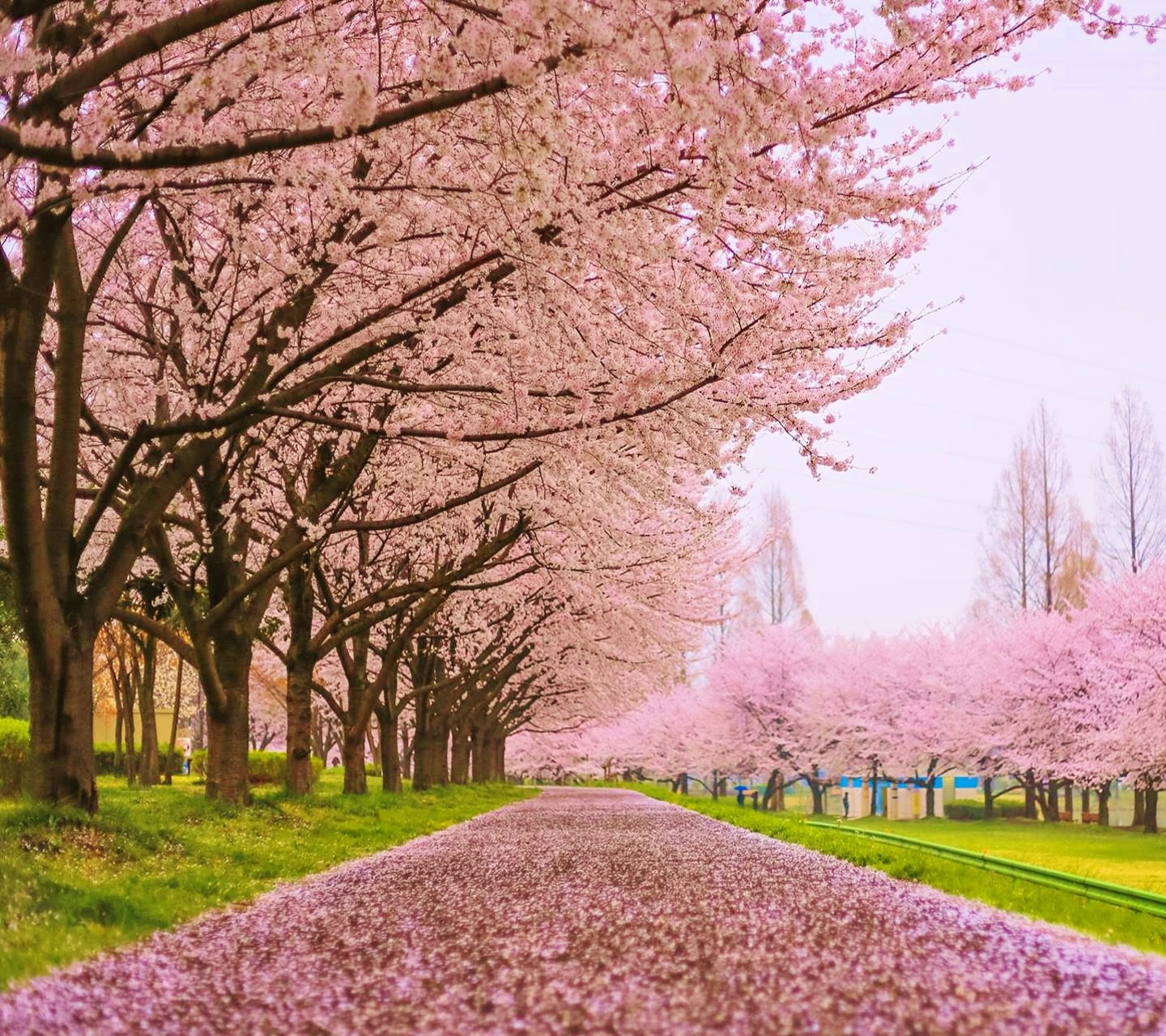 すべての花の画像 50 素晴らしい壁紙 スマホ 桜