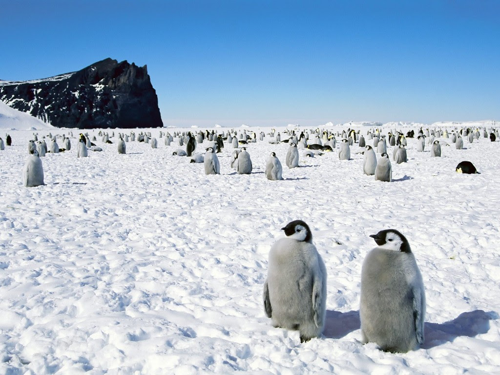 最も共有された ペンギン 待ち受け ペンギン 待ち受け イラスト