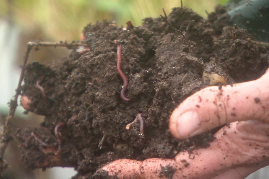 VIDÉO. "Certains ont des chevaux ou des vaches, nous : des vers de terre" : ils élèvent des lombrics pour traiter les déchets organiques