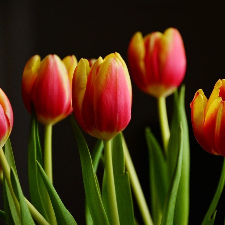 Per colorare il tuo giardino puoi scegliere tra le diverse. Come Coltivare I Bulbi Da Fiore Autunnali I Consigli Di Capoverde