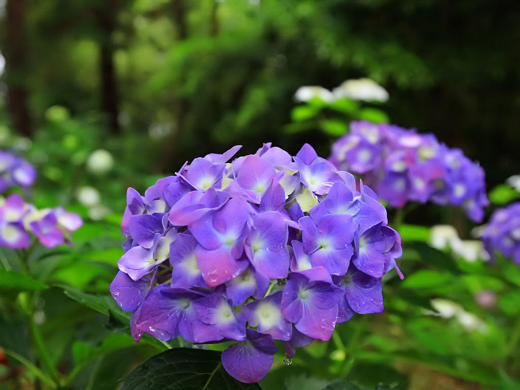 紫陽花 ハート 壁紙