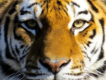 52 Gambar Wajah Harimau Marah HD Gambar Pixabay