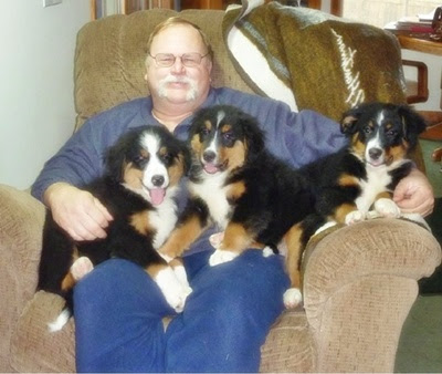 Why buy a bernese mountain dog puppy for sale if you can adopt and save a life? Bernese Aussie Mixes Heart Of Michigan Bernese Mountain Dog Rescue