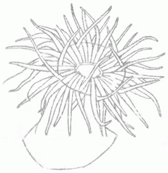 Drawing Sea Anemone Diagram