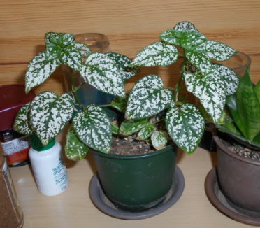 0以上 観葉植物 葉 白い模様 00 観葉植物 葉 白い模様 Akuteenjp