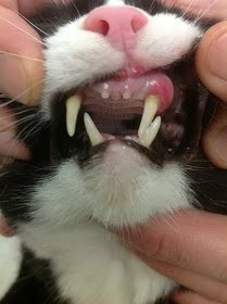 PetMd: Cat No Teeth Drooling