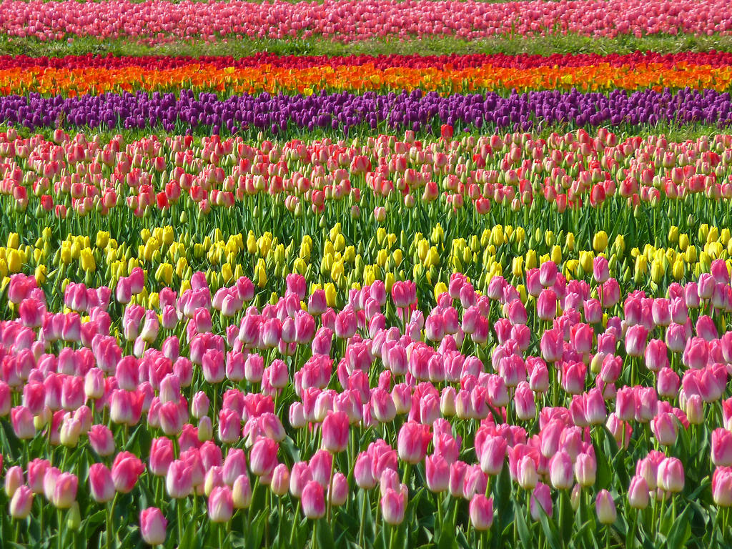画像をダウンロード チューリップ 白 背景 おしゃれ 花 70 Apixtursaekyxap