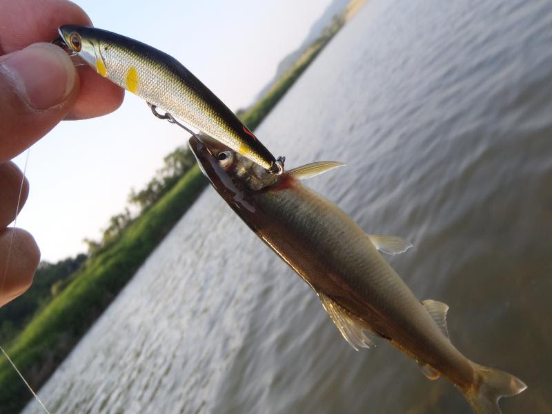 50 素晴らしいルアー 鮎釣り すべての魚の画像